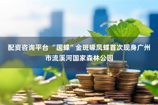 配资咨询平台 “国蝶”金斑喙凤蝶首次现身广州市流溪河国家森林公园